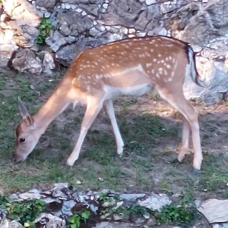 Ghiron * Torriglia